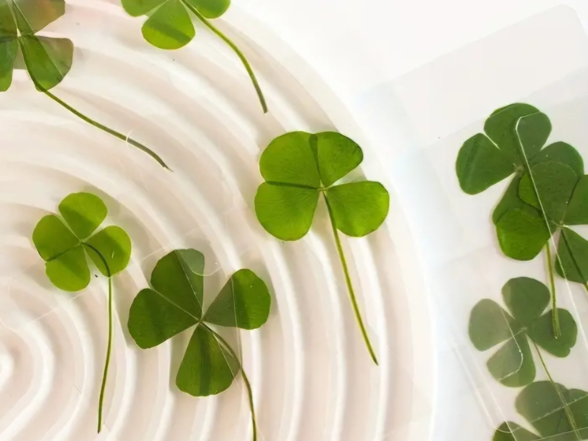 Lucky Clover