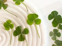 Lucky Clover